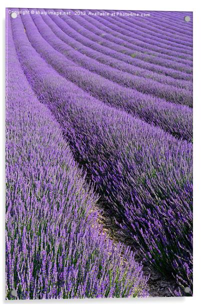 Lavender 1 Acrylic by Sharpimage NET