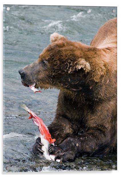 Large Bear eating Salmon on Brooks Falls Acrylic by Sharpimage NET