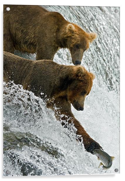 Bears fishing on Brooks Falls Acrylic by Sharpimage NET