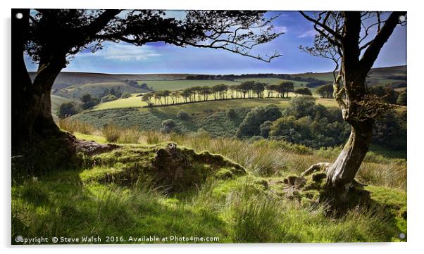 Exmoor tree view Acrylic by Steve Walsh