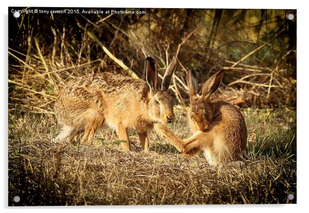  hare buddies. Acrylic by tony rawson