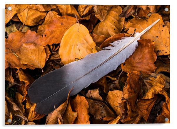  Autumn feather Acrylic by David Irving