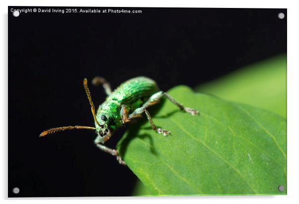  Close up of unidentified small emerald beetle Acrylic by David Irving