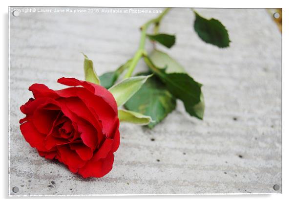  Red Valentines Rose Acrylic by Lauren Jane Ralphson