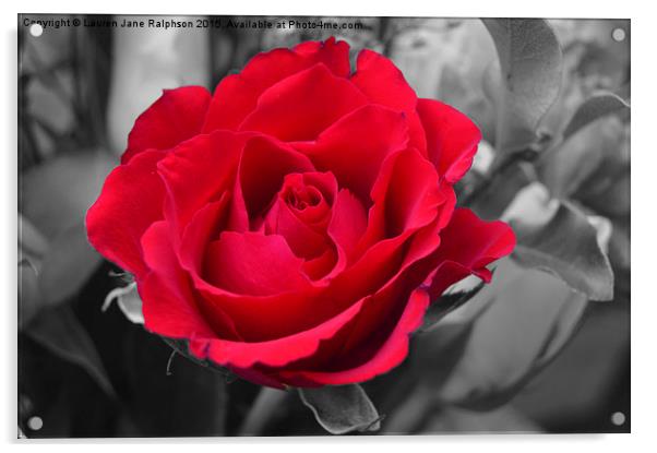  Red Rose Acrylic by Lauren Jane Ralphson