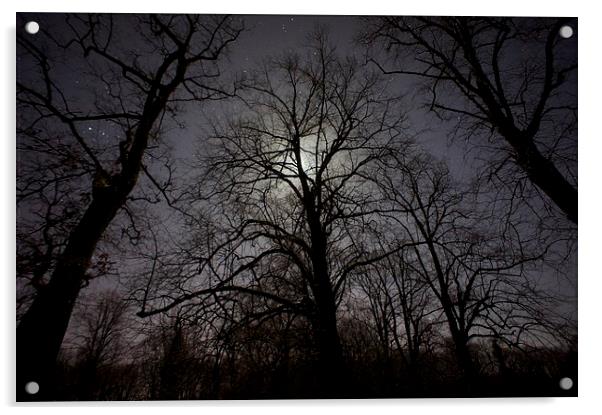  Moonlit Trees Acrylic by Steven McCarron