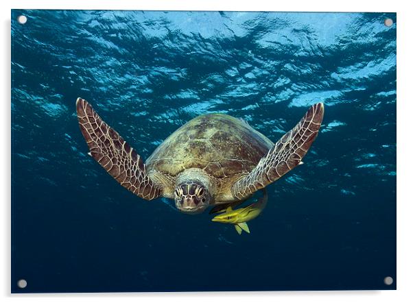  Green Turtle swimming in Red Sea Acrylic by Richard O'Meara