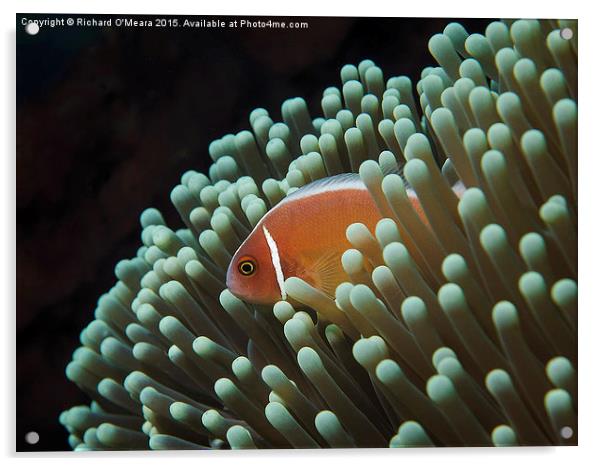 Pink Skunk Clownfish in anemone  Acrylic by Richard O'Meara