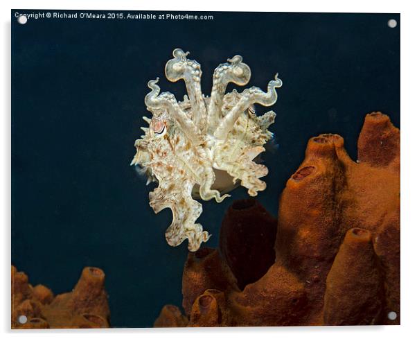 Cuttlefish displaying over sponge  Acrylic by Richard O'Meara