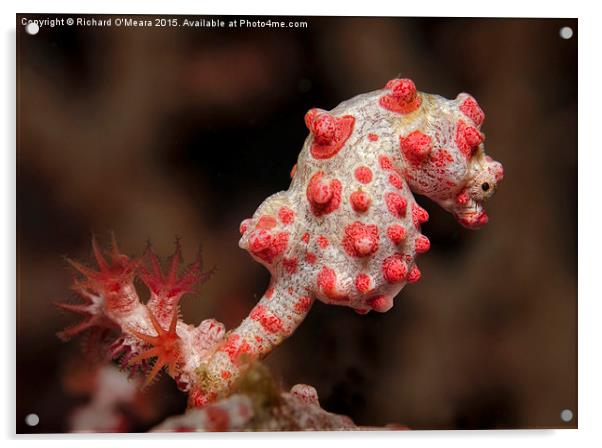 Bargibant's Pygmy Seahorse on gorgonian fan coral Acrylic by Richard O'Meara