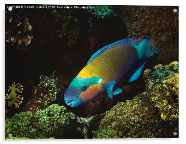 rusty parrotfish, Red Sea, Egypt Acrylic by Richard O'Meara