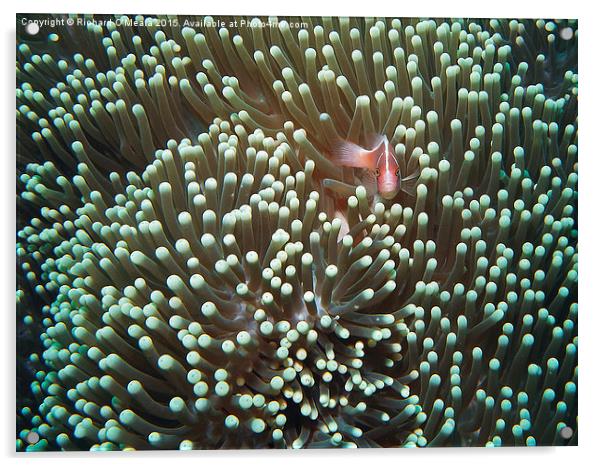 Sea Anemone with Pink Skunk Clownfish  Acrylic by Richard O'Meara