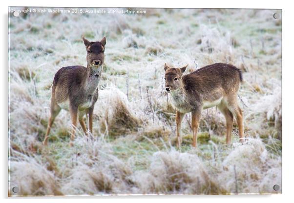  baby deer, first frost Acrylic by Kish Woolmore