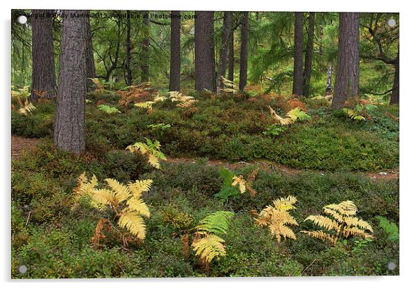  Highland Forest ferns Acrylic by Andy Martin