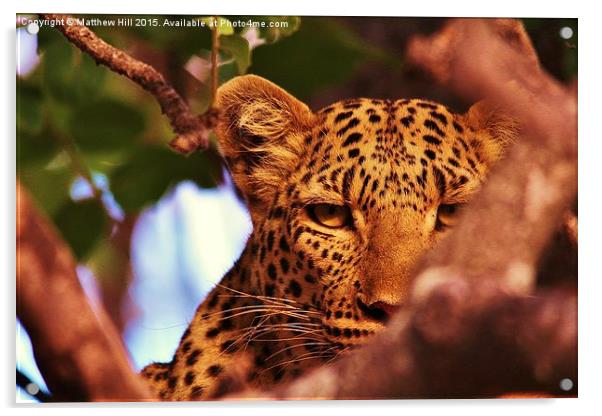  Leopard up in Tree - Matthew Hill Acrylic by Matthew Hill