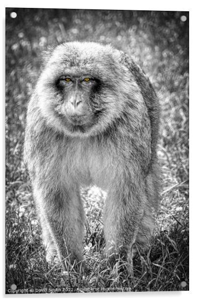 A monkey that is standing in the grass Acrylic by David Smith