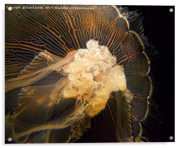 Jellyfish Acrylic by David Smith