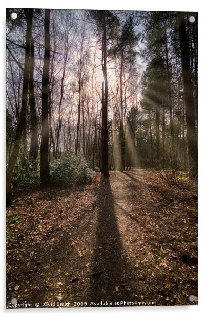 Sunrays Through The Trees Acrylic by David Smith