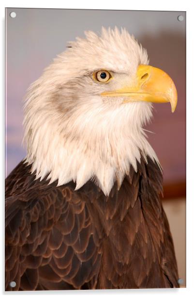 Bald Eagle Acrylic by pristine_ images