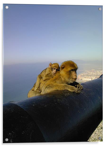 The Cannon on the Rock of Gibraltar - with macaque Acrylic by gill watson