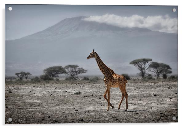  Giraffe and Volcano Acrylic by Broadland Photography