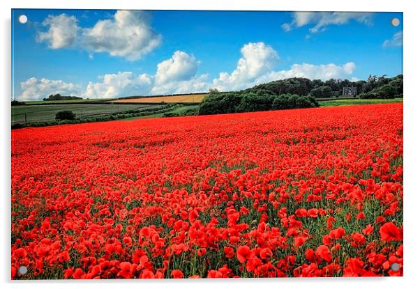  Norfolk Poppies Acrylic by Broadland Photography