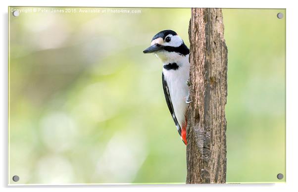  Greater Spotted Woodpecker Acrylic by Peter Jones