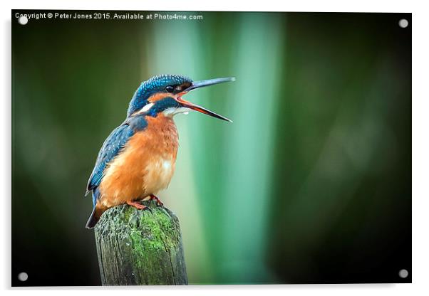  Female Kingfisher Acrylic by Peter Jones