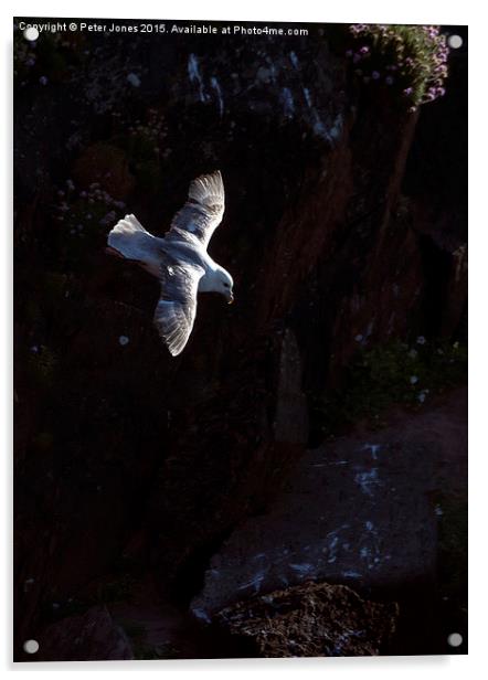  Fulmar in Flight. Acrylic by Peter Jones