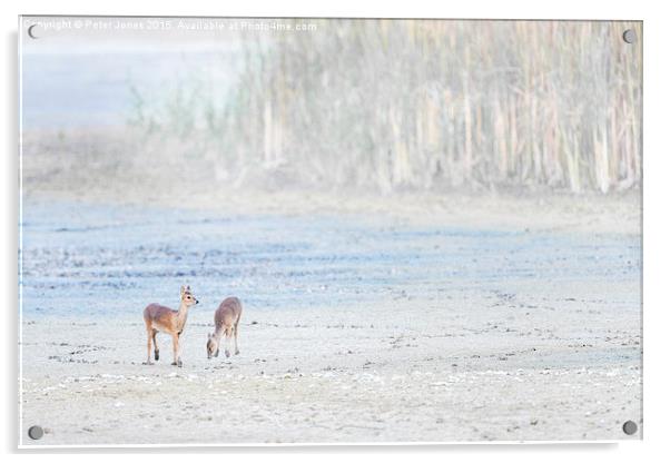   Two Young Chinese Water Deer Acrylic by Peter Jones