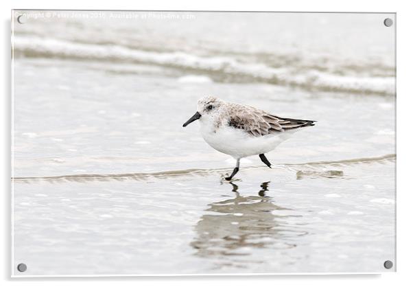  Sanderling Acrylic by Peter Jones