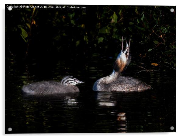  Great Crested Grebe and chick Acrylic by Peter Jones