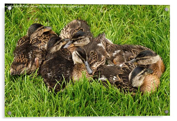  Pile of Ducklings Acrylic by Peter Jones