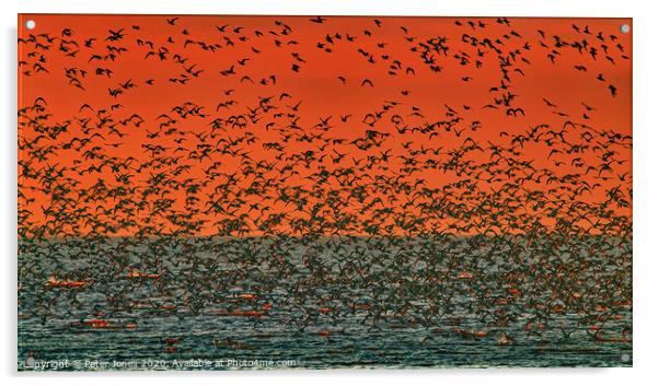 A murmuration of Knot Acrylic by Peter Jones