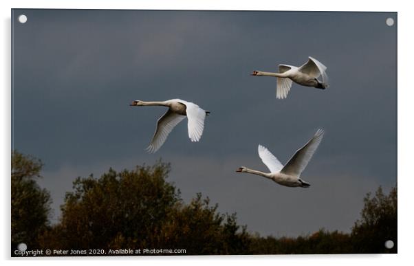 Three mute swans in flight. Acrylic by Peter Jones