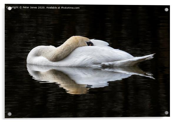 Mute Swan resting Acrylic by Peter Jones