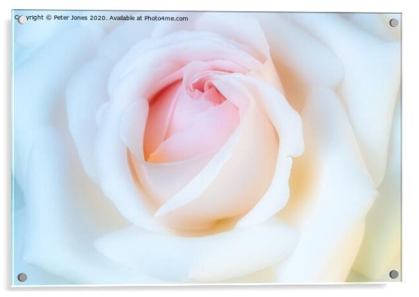 Single rose Acrylic by Peter Jones