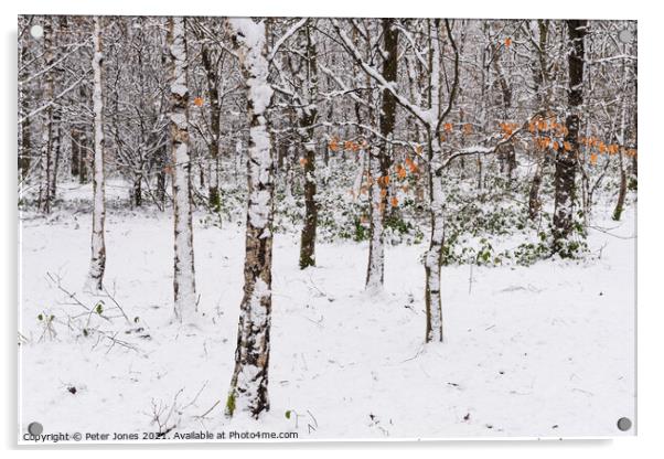 Silver Birch in Winter snow Acrylic by Peter Jones