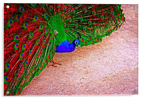 beautiful peacock displaying Acrylic by ken biggs
