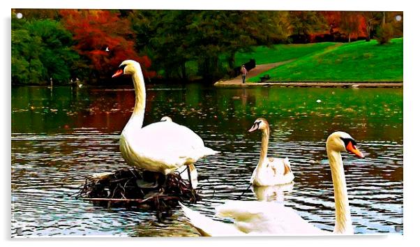 A family of swans on a lake Acrylic by ken biggs