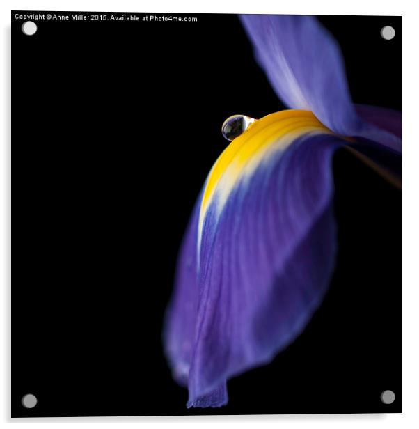  Purple Iris Acrylic by Anne Miller