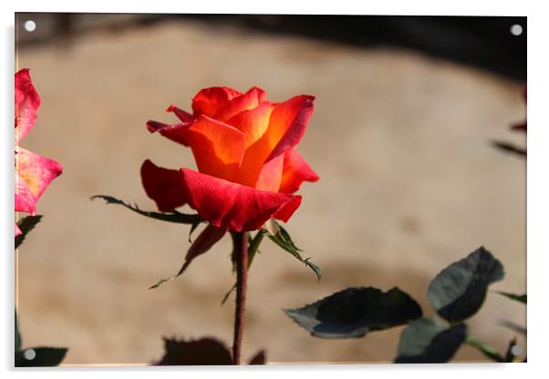  Rose Flower Acrylic by Manish Acharya