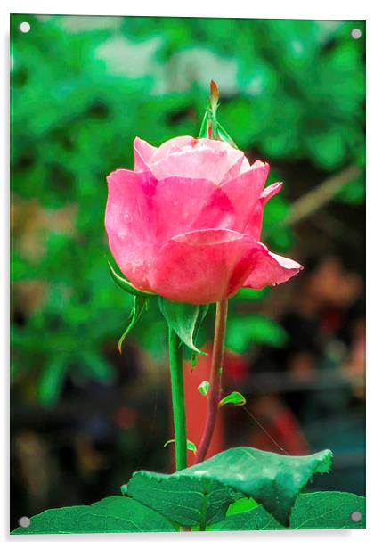  Rose Acrylic by Ram Maharjan