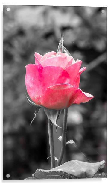 Rose Acrylic by Ram Maharjan