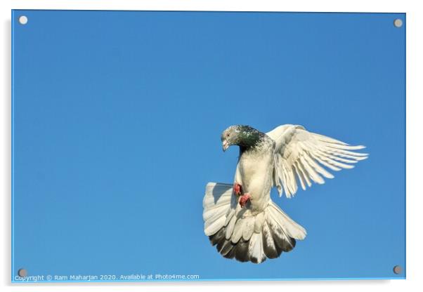 Pigeon Flight Acrylic by Ram Maharjan