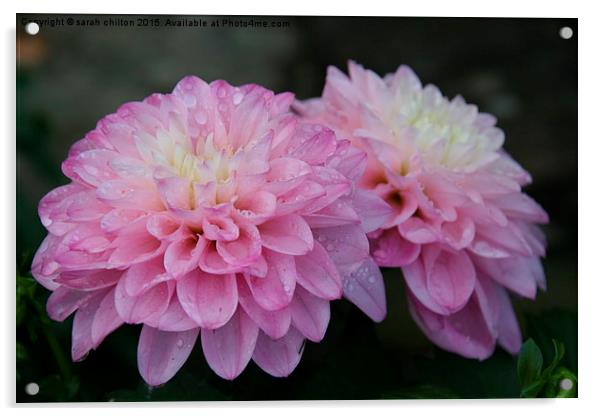  Dahlia Pink decorative Acrylic by sarah chilton