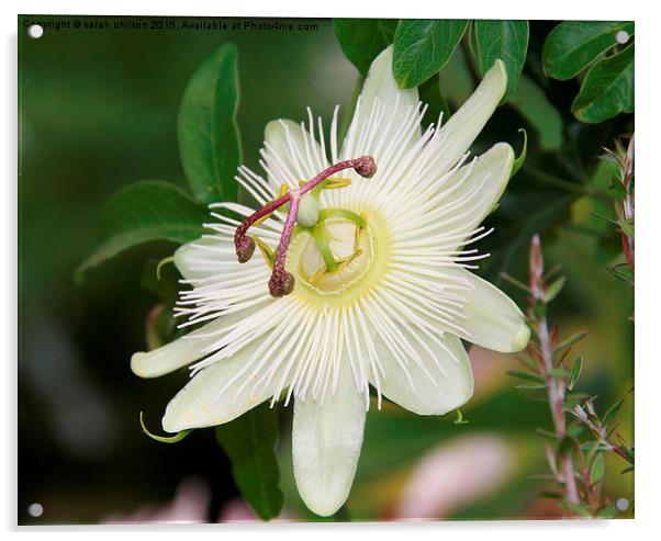 Passion fruit flower  Acrylic by sarah chilton