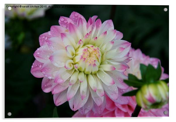 Cream and mauve Decorative Dahlia Acrylic by sarah chilton