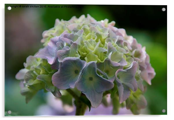  Lilac Hydrangea Acrylic by sarah chilton