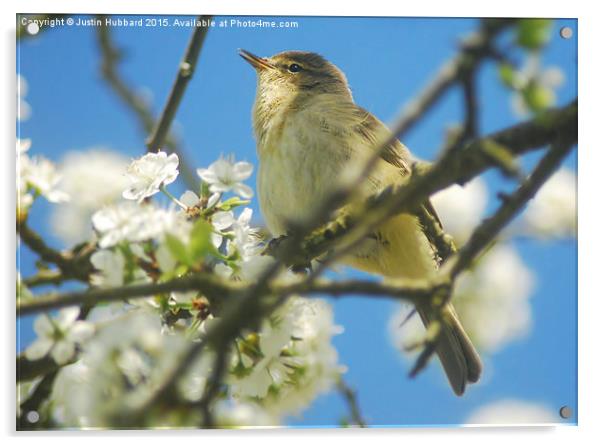  Chiffchaff With Blossom Acrylic by Justin Hubbard